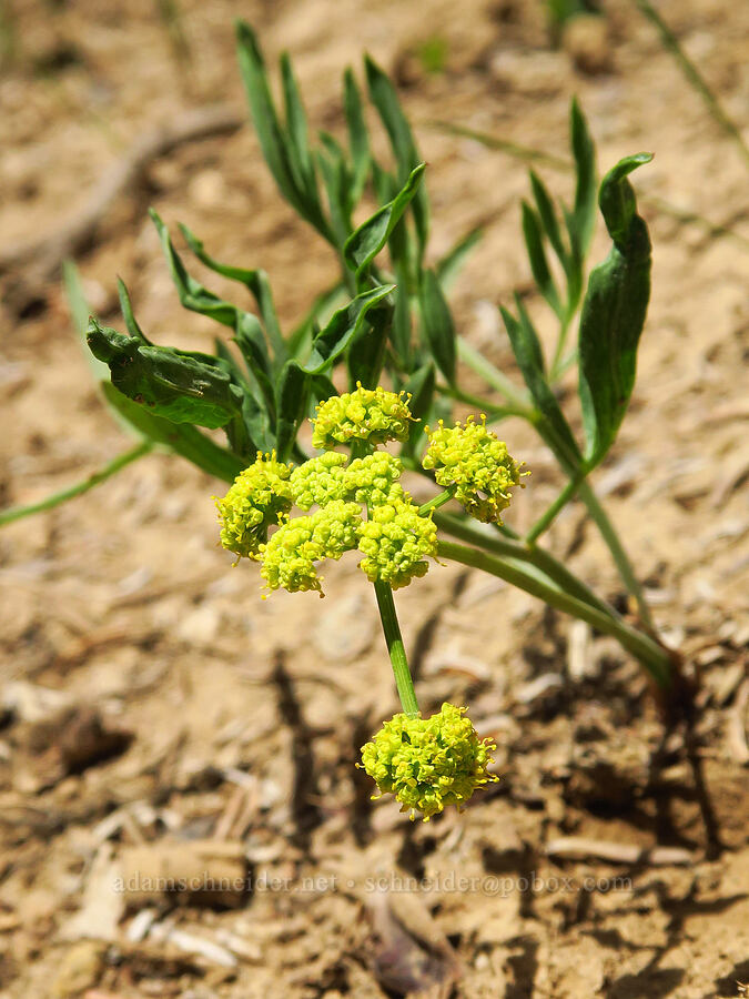 nine-leaf desert parsley (Lomatium brevifolium (Lomatium triternatum var. brevifolium)) [Ironstone Mountain Trail, William O. Douglas Wilderness, Yakima County, Washington]