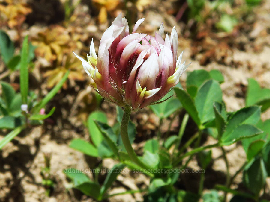 long-stalk clover (Trifolium longipes ssp. caurinum (Trifolium longipes ssp. multiovulatum)) [Ironstone Mountain Trail, William O. Douglas Wilderness, Yakima County, Washington]