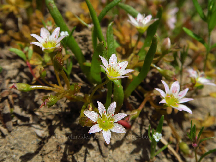 three-leaf lewisia (Lewisia triphylla) [Ironstone Mountain Trail, William O. Douglas Wilderness, Yakima County, Washington]