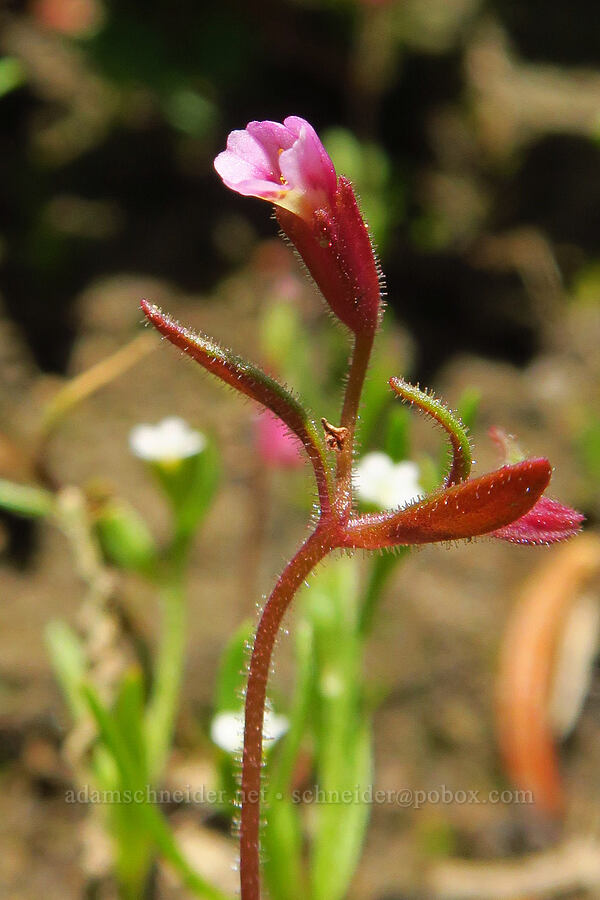 Brewer's monkeyflower (Erythranthe breweri (Mimulus breweri)) [Ironstone Mountain Trail, William O. Douglas Wilderness, Yakima County, Washington]