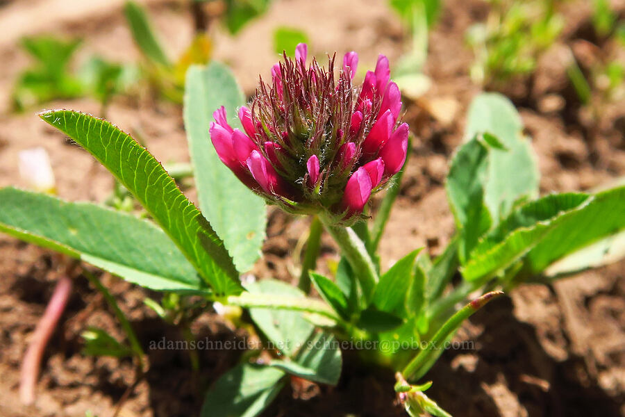 very red long-stalk clover (Trifolium longipes ssp. caurinum (Trifolium longipes ssp. multiovulatum)) [Ironstone Mountain Trail, William O. Douglas Wilderness, Yakima County, Washington]