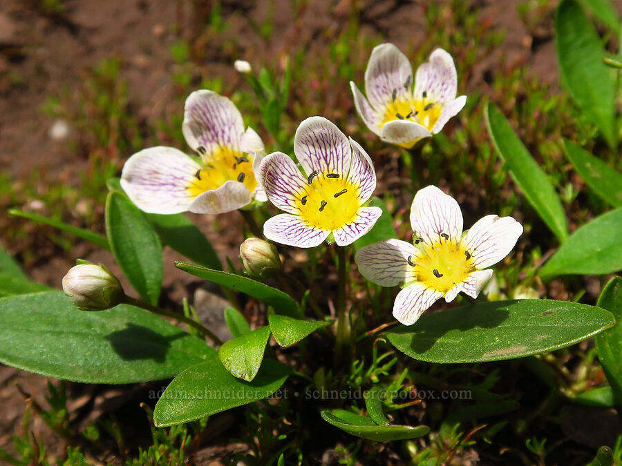 dwarf hesperochiron (Hesperochiron pumilus) [Ironstone Mountain Trail, William O. Douglas Wilderness, Yakima County, Washington]