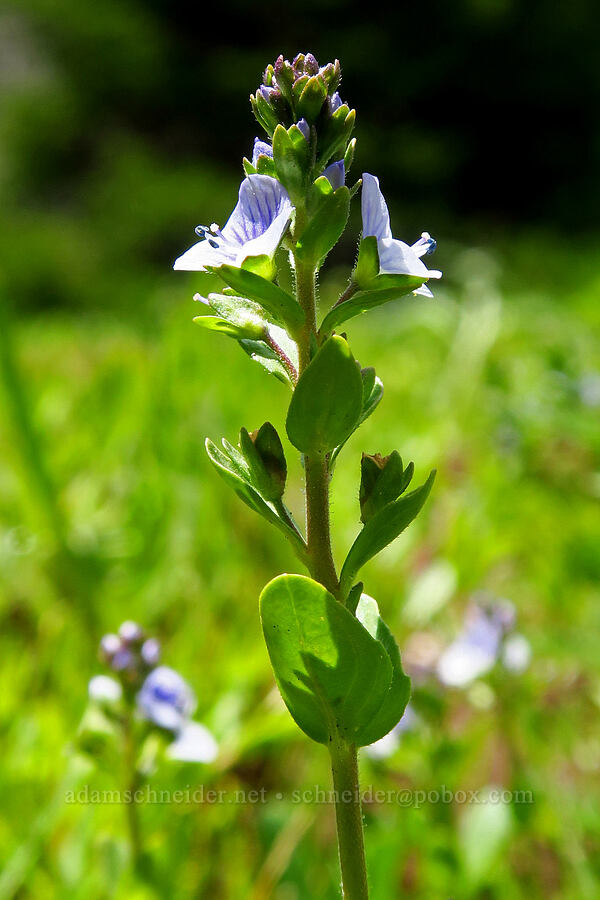 thyme-leaf speedwell (Veronica serpyllifolia) [Ironstone Mountain Trail, William O. Douglas Wilderness, Yakima County, Washington]