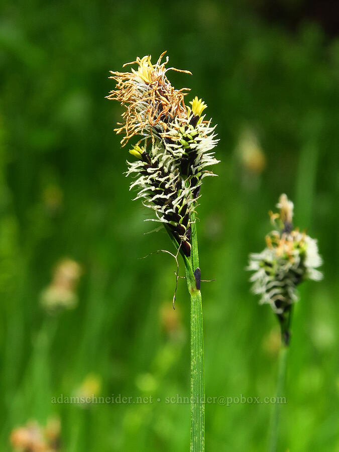 sedge (Carex sp.) [Ironstone Mountain Trail, William O. Douglas Wilderness, Yakima County, Washington]