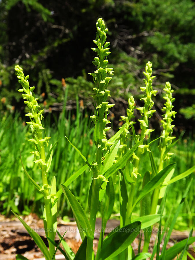 slender bog orchids (Platanthera stricta (Piperia stricta)) [Ironstone Mountain Trail, William O. Douglas Wilderness, Yakima County, Washington]