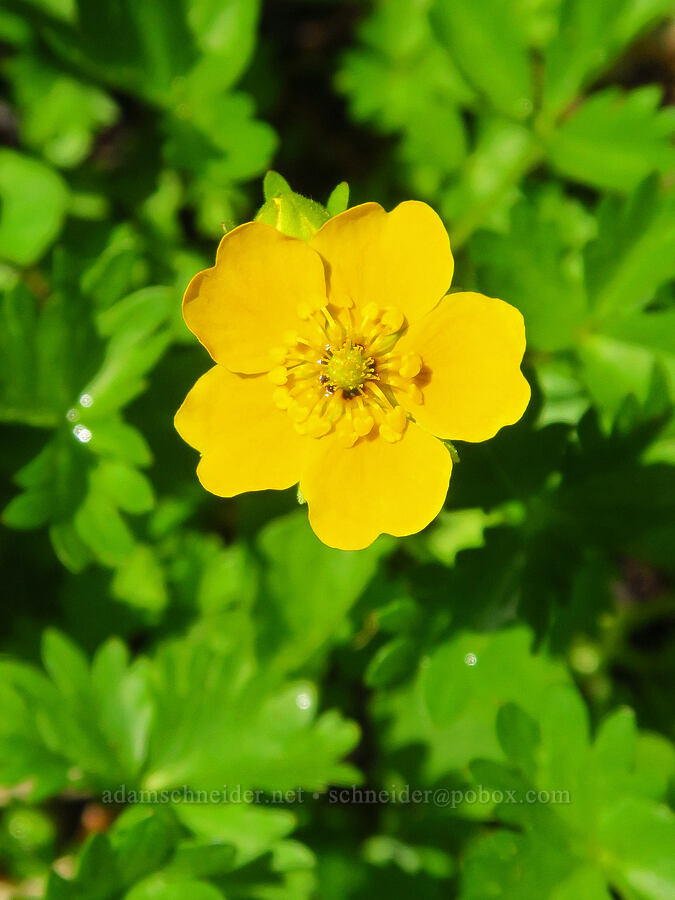 fan-leaf cinquefoil (Potentilla flabellifolia) [Ironstone Mountain Trail, William O. Douglas Wilderness, Yakima County, Washington]