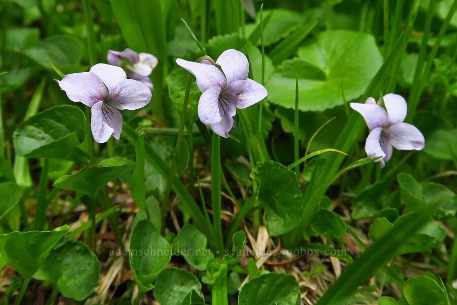 marsh violets (Viola palustris) [Ironstone Mountain Trail, William O. Douglas Wilderness, Yakima County, Washington]