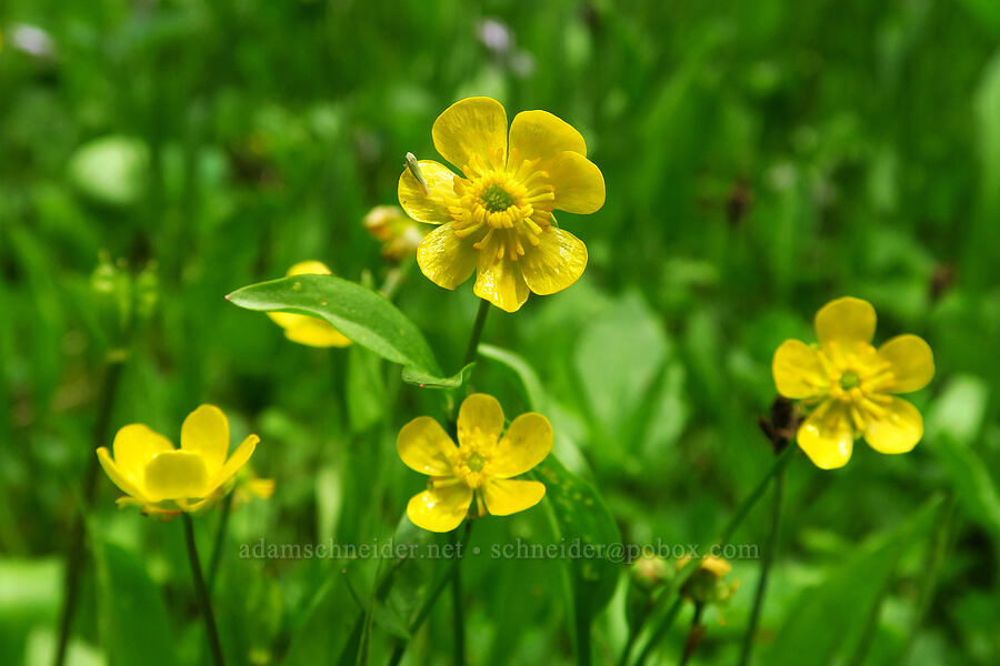 plantain-leaf buttercups (Ranunculus alismifolius var. alismellus) [Ironstone Mountain Trail, William O. Douglas Wilderness, Yakima County, Washington]