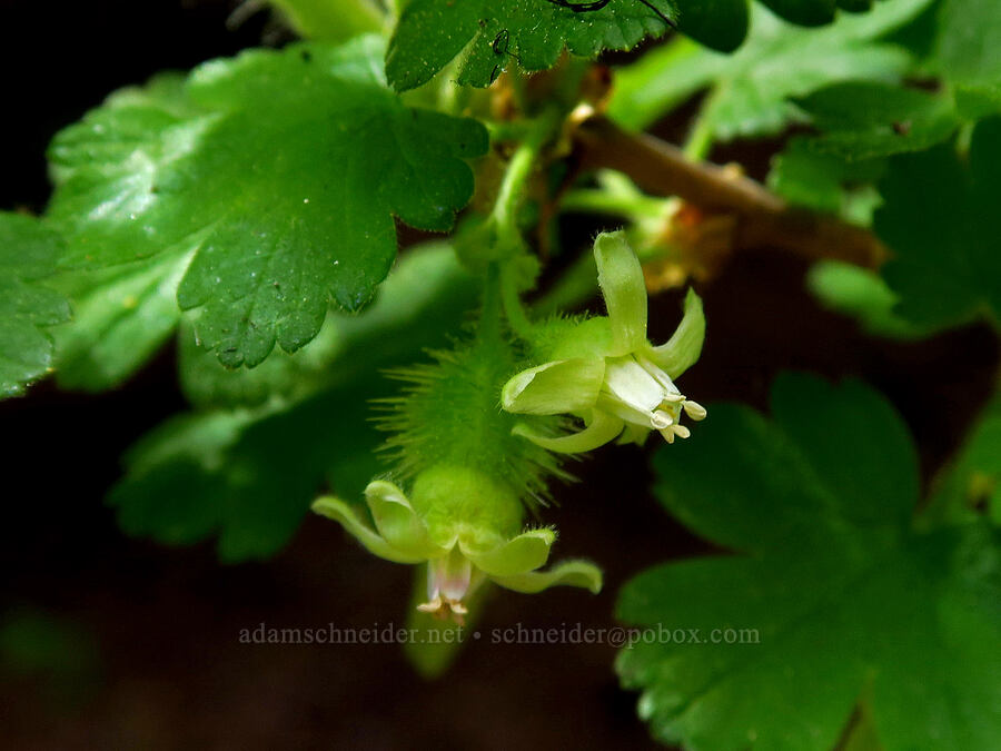 spiny gooseberry (Ribes watsonianum (Grossularia watsoniana)) [Ironstone Mountain Trail, William O. Douglas Wilderness, Yakima County, Washington]