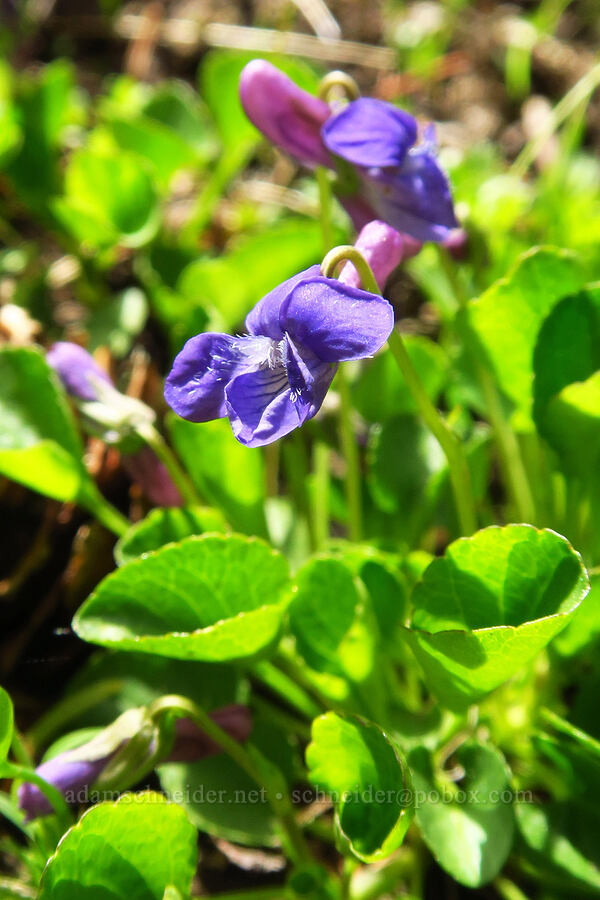 early blue violet (Viola adunca) [Ironstone Mountain Trail, William O. Douglas Wilderness, Yakima County, Washington]