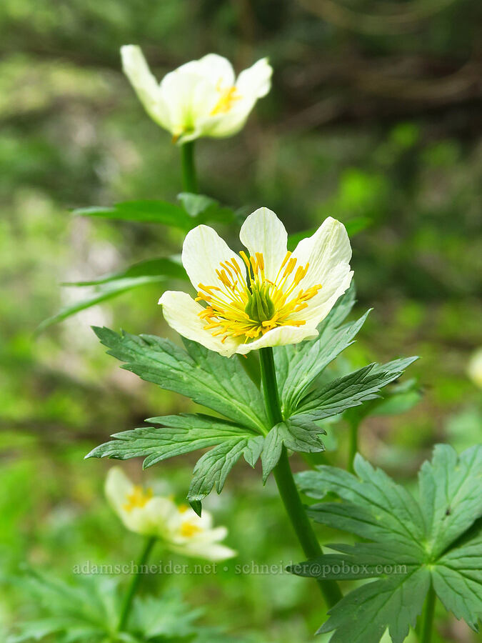 white globe-flower (Trollius albiflorus (Trollius laxus ssp. albiflorus)) [Ironstone Mountain Trail, William O. Douglas Wilderness, Yakima County, Washington]