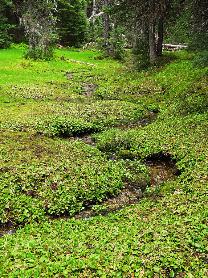 Wildcat Creek [Ironstone Mountain Trail, William O. Douglas Wilderness, Yakima County, Washington]