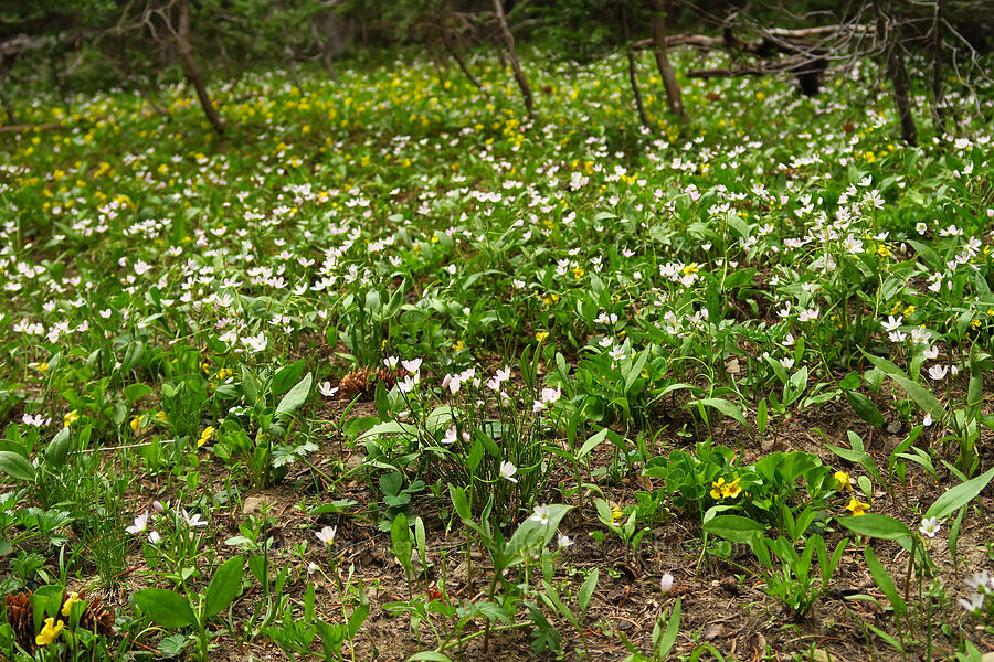 spring-beauties & violets (Claytonia lanceolata, Viola glabella) [Ironstone Mountain Trail, William O. Douglas Wilderness, Yakima County, Washington]