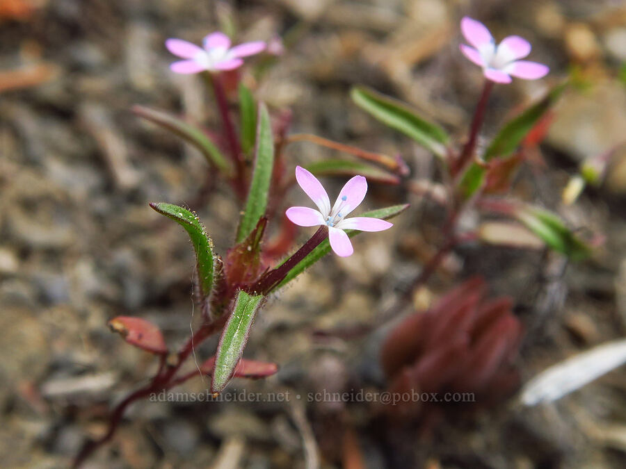 staining collomia (Collomia tinctoria) [Russell Ridge Trail, Okanogan-Wenatchee National Forest, Yakima County, Washington]