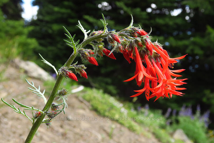 scarlet gilia (Ipomopsis aggregata) [Russell Ridge Trail, Okanogan-Wenatchee National Forest, Yakima County, Washington]