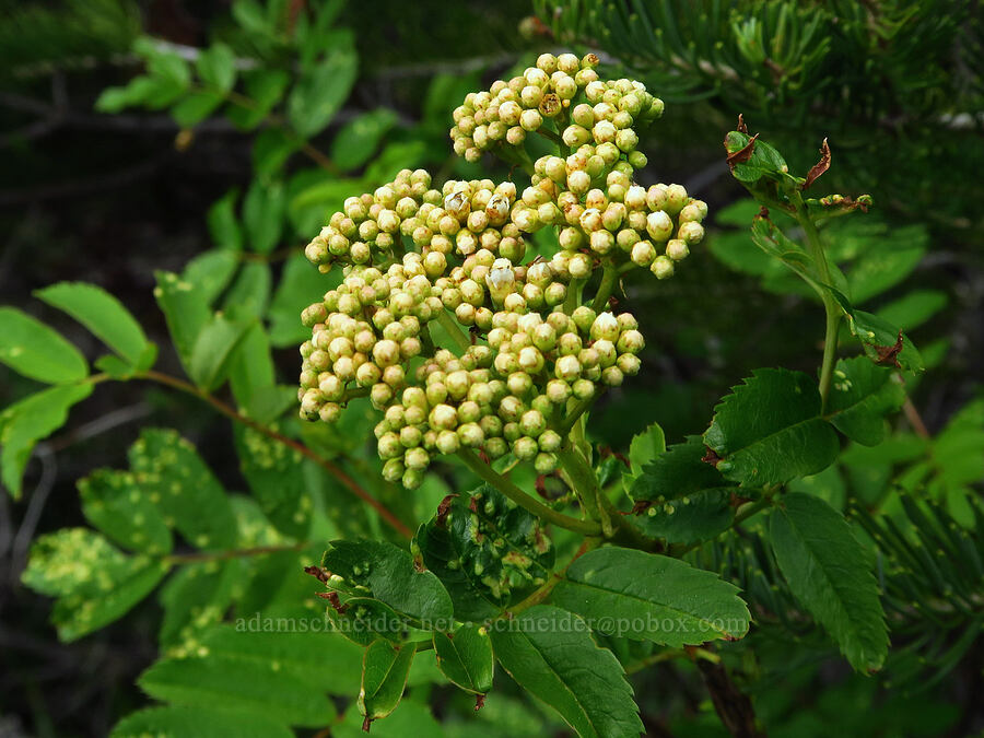 Sitka mountain-ash, budding (Sorbus sitchensis) [Russell Ridge Trail, Okanogan-Wenatchee National Forest, Yakima County, Washington]