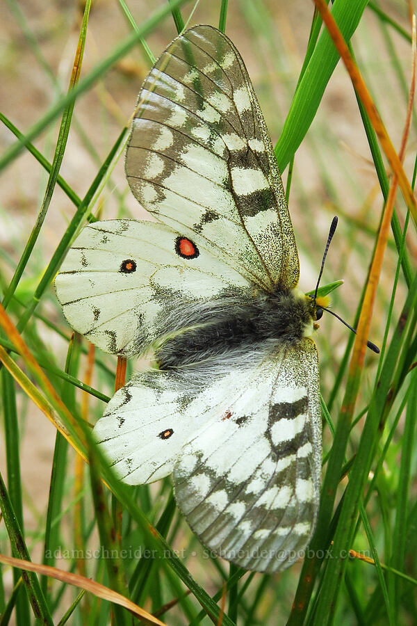 clodius parnassian butterfly (Parnassius clodius) [Russell Ridge Trail, Okanogan-Wenatchee National Forest, Yakima County, Washington]