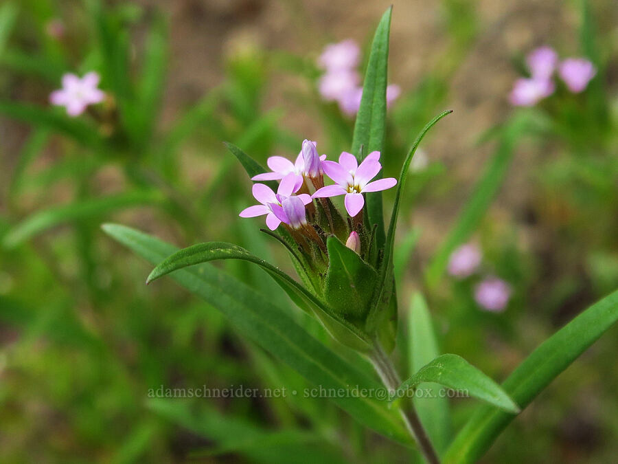 narrow-leaf collomia (Collomia linearis) [Russell Ridge Trail, Okanogan-Wenatchee National Forest, Yakima County, Washington]