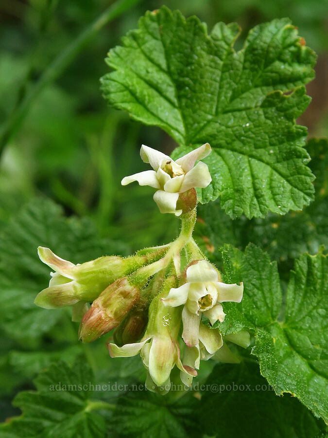 sticky currant (Ribes viscosissimum) [Russell Ridge Trail, Okanogan-Wenatchee National Forest, Yakima County, Washington]