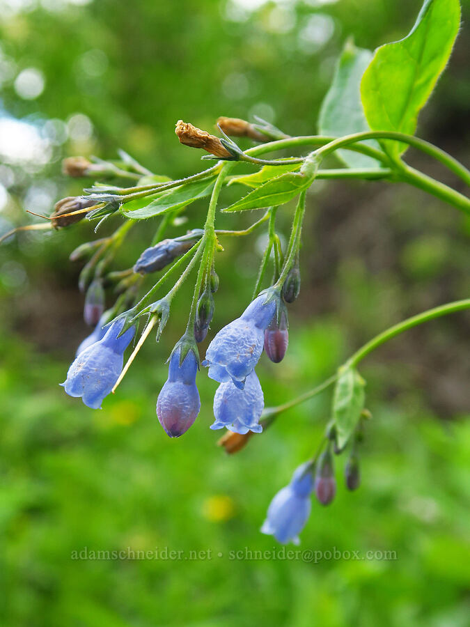 tall bluebells (Mertensia paniculata) [Russell Ridge Trail, Okanogan-Wenatchee National Forest, Yakima County, Washington]