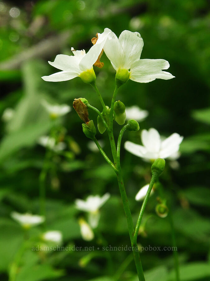 heart-leaf spring-beauty (Claytonia cordifolia (Montia cordifolia)) [Russell Ridge Trail, Okanogan-Wenatchee National Forest, Yakima County, Washington]