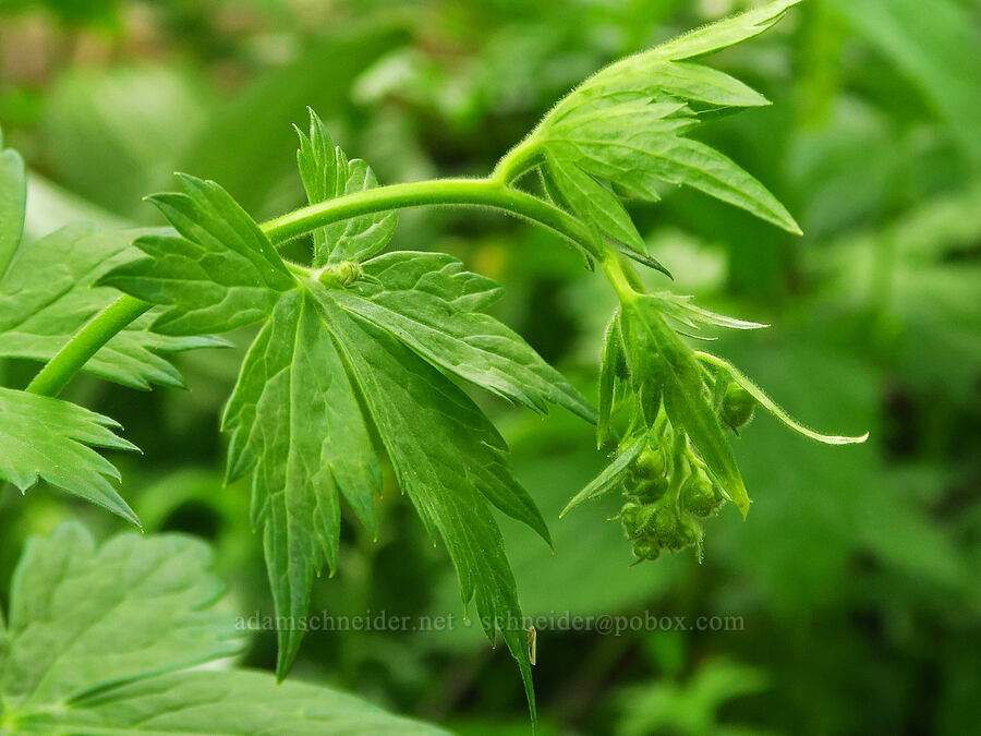 monkshood, budding (Aconitum columbianum) [Russell Ridge Trail, Okanogan-Wenatchee National Forest, Yakima County, Washington]