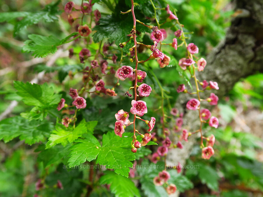 prickly currant (Ribes lacustre) [Russell Ridge Trail, Okanogan-Wenatchee National Forest, Yakima County, Washington]