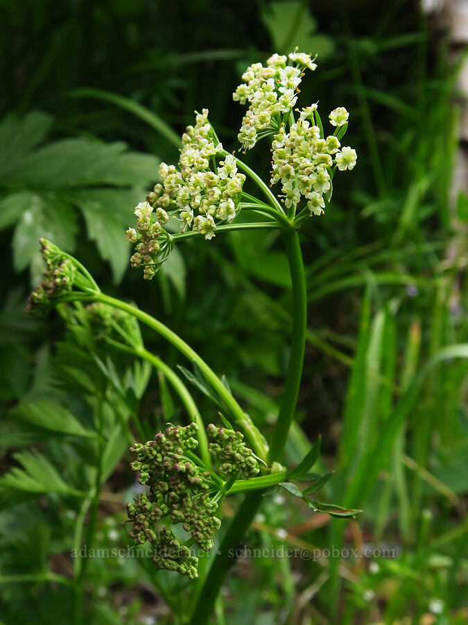 Gray's lovage (Ligusticum grayi) [Russell Ridge Trail, Okanogan-Wenatchee National Forest, Yakima County, Washington]