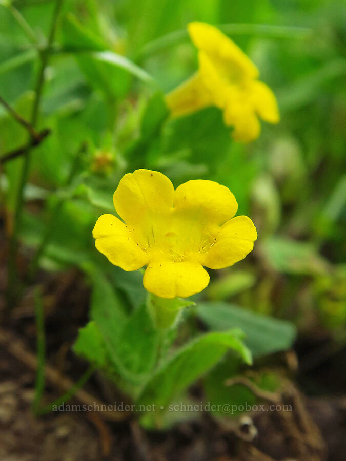 musk monkeyflower (Erythranthe moschata (Mimulus moschatus)) [Russell Ridge Trail, Okanogan-Wenatchee National Forest, Yakima County, Washington]