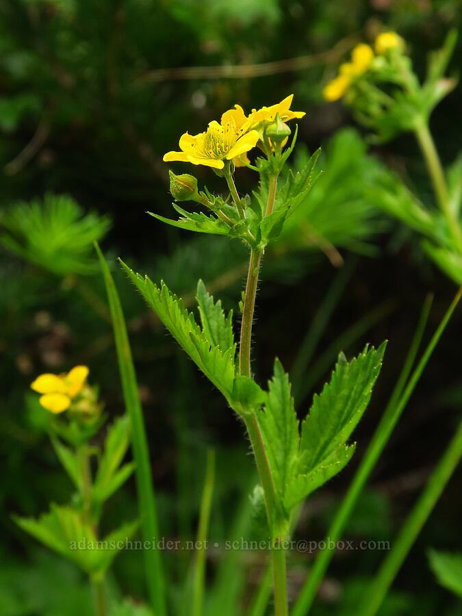 large-leaf avens (Geum macrophyllum) [Russell Ridge Trail, Okanogan-Wenatchee National Forest, Yakima County, Washington]