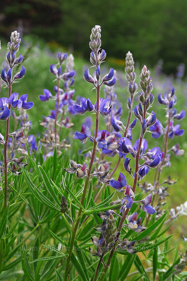 lupine (Lupinus sp.) [Russell Ridge Trail, Okanogan-Wenatchee National Forest, Yakima County, Washington]