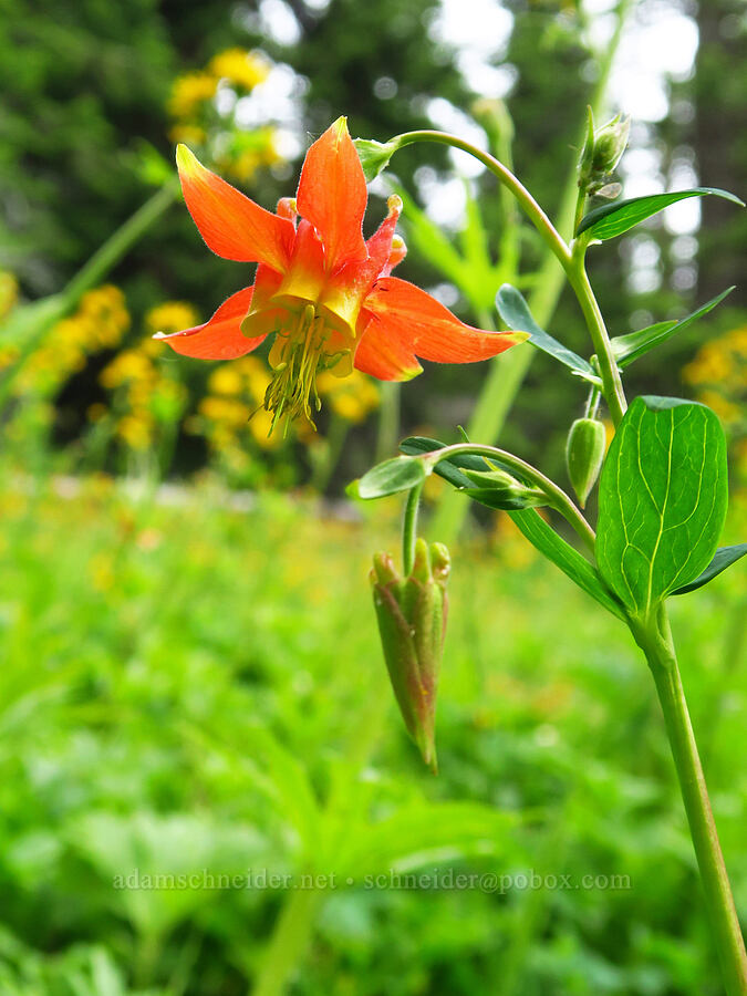 western columbine (Aquilegia formosa) [Russell Ridge Trail, Okanogan-Wenatchee National Forest, Yakima County, Washington]