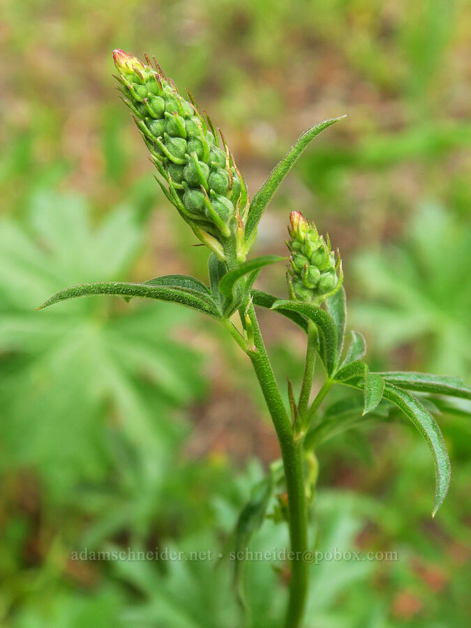 Oregon checker-mallow, budding (Sidalcea oregana) [Russell Ridge Trail, Okanogan-Wenatchee National Forest, Yakima County, Washington]