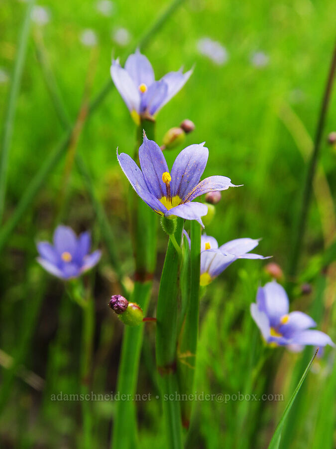 Idaho blue-eyed-grass (Sisyrinchium idahoense) [Russell Ridge Trail, Okanogan-Wenatchee National Forest, Yakima County, Washington]