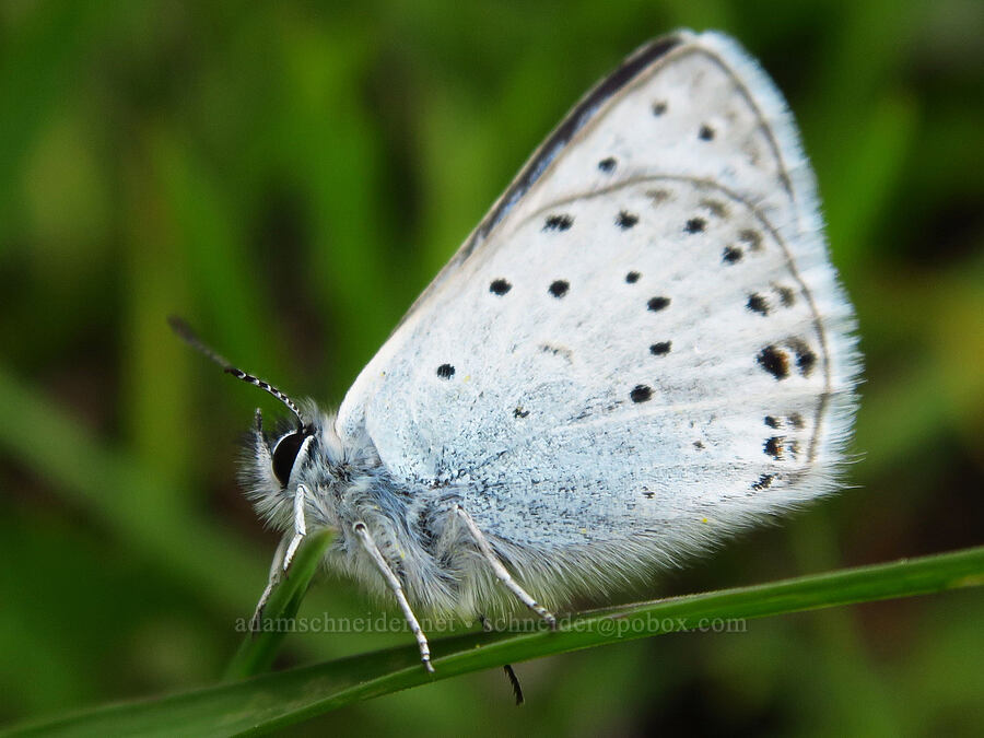 greenish blue butterfly (Icaricia saepiolus (Plebejus saepiolus)) [Russell Ridge Trail, Okanogan-Wenatchee National Forest, Yakima County, Washington]