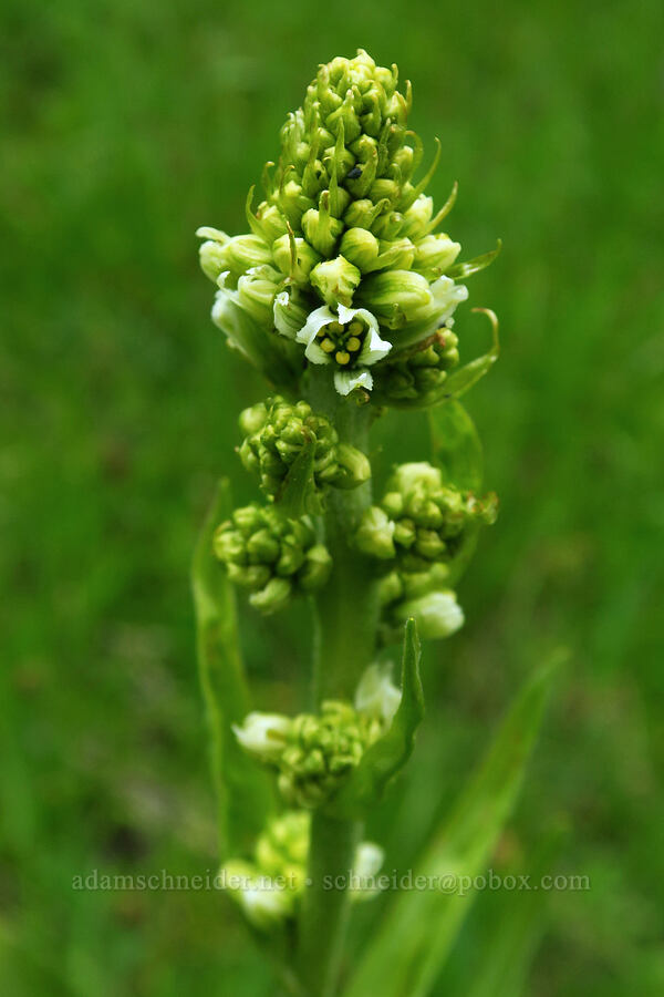 California corn lily, budding (Veratrum californicum) [Russell Ridge Trail, Okanogan-Wenatchee National Forest, Yakima County, Washington]