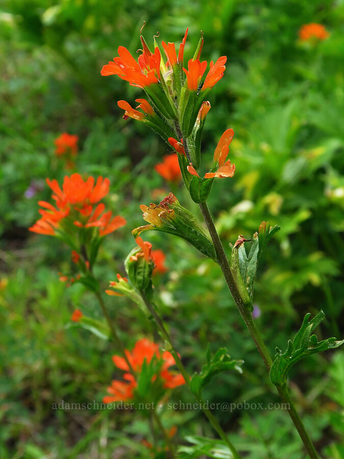 harsh paintbrush (Castilleja hispida) [Russell Ridge Trail, Okanogan-Wenatchee National Forest, Yakima County, Washington]