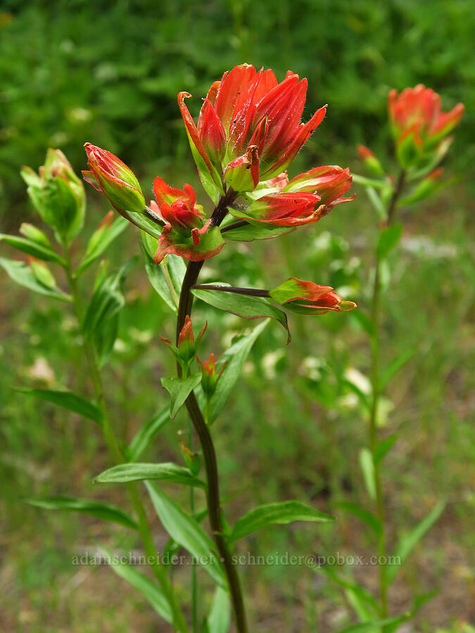 scarlet paintbrush (Castilleja miniata) [Russell Ridge Trail, Okanogan-Wenatchee National Forest, Yakima County, Washington]