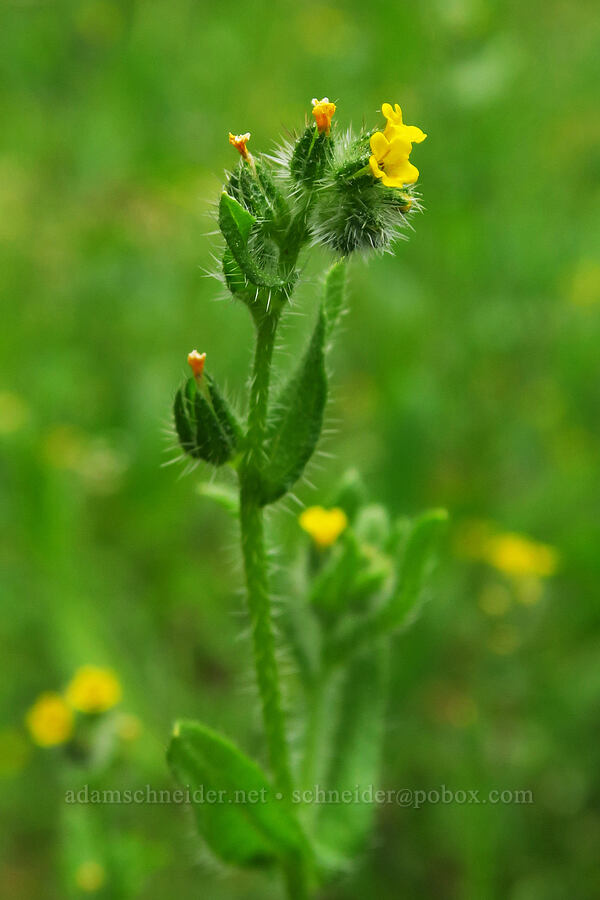 fiddleneck (Amsinckia menziesii) [Andy Creek Trailhead, Okanogan-Wenatchee National Forest, Yakima County, Washington]