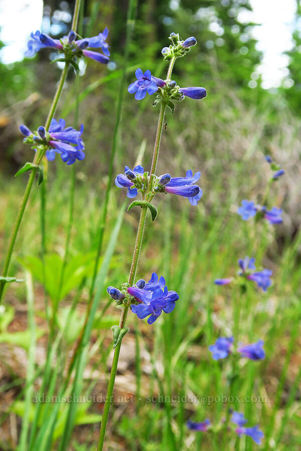 lowly penstemon (Penstemon humilis) [Andy Creek Trailhead, Okanogan-Wenatchee National Forest, Yakima County, Washington]