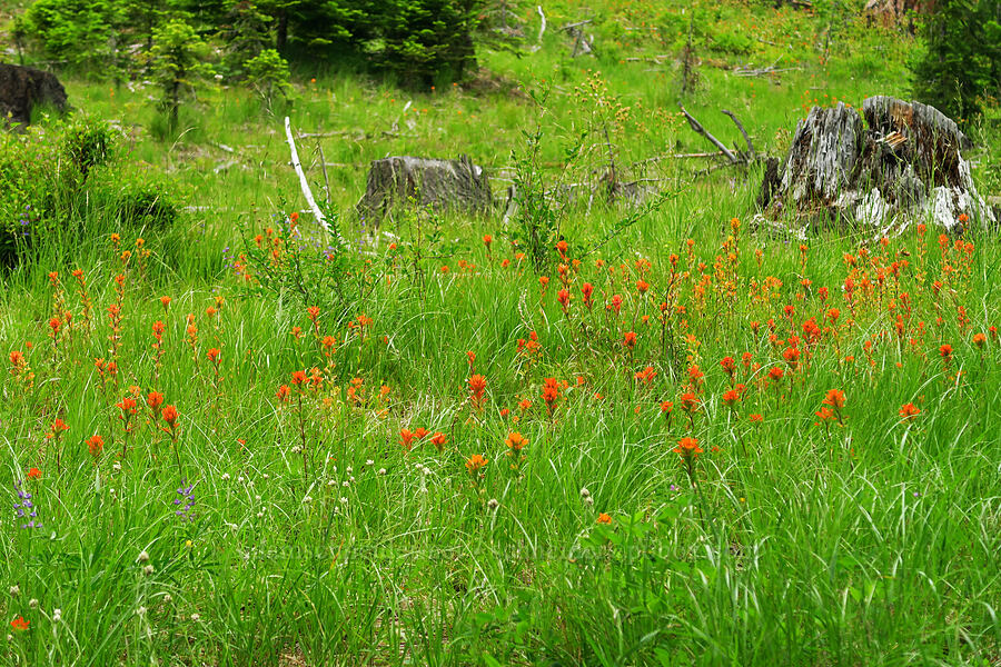 scarlet paintbrush (Castilleja miniata) [Forest Road 1382, Okanogan-Wenatchee National Forest, Yakima County, Washington]