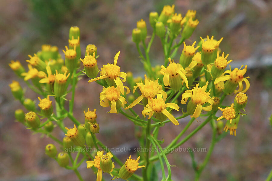 serrated ragwort (sawtooth groundsel) (Senecio serra) [Forest Road 1382, Okanogan-Wenatchee National Forest, Yakima County, Washington]