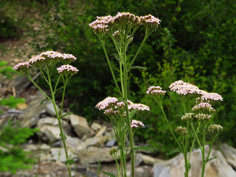 pinkish yarrow (Achillea millefolium) [U.S. Highway 12, Okanogan-Wenatchee National Forest, Yakima County, Washington]