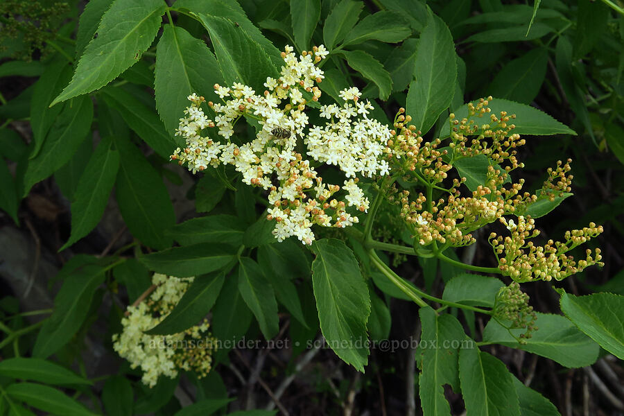 red elderberry flowers (Sambucus racemosa) [U.S. Highway 12, Okanogan-Wenatchee National Forest, Yakima County, Washington]