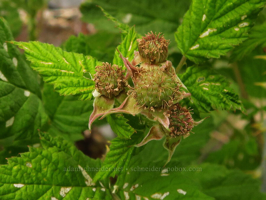 white-bark/black-cap raspberry (Rubus leucodermis) [U.S. Highway 12, Okanogan-Wenatchee National Forest, Yakima County, Washington]