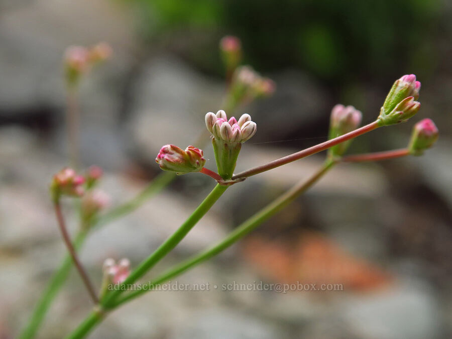 bare-stem buckwheat, budding (Eriogonum nudum var. nudum) [U.S. Highway 12, Okanogan-Wenatchee National Forest, Yakima County, Washington]