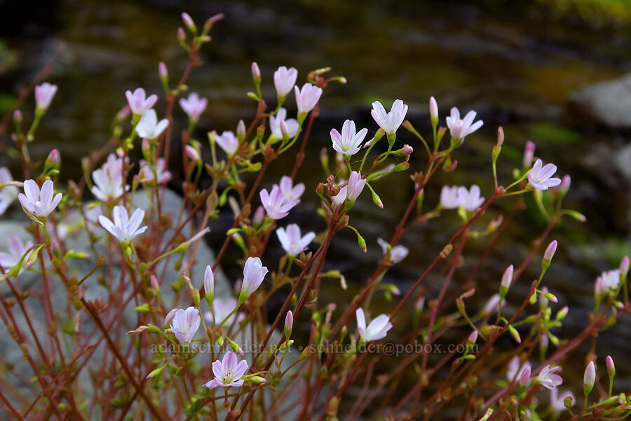 little-leaf montia (Montia parvifolia (Claytonia parvifolia)) [U.S. Highway 12, Okanogan-Wenatchee National Forest, Yakima County, Washington]