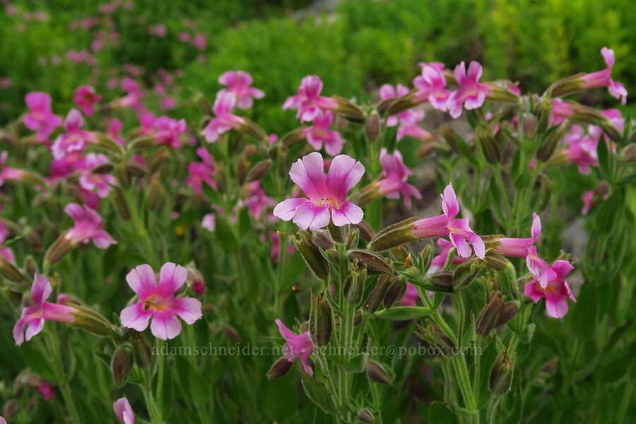 Lewis' monkeyflower (Erythranthe lewisii (Mimulus lewisii)) [U.S. Highway 12, Okanogan-Wenatchee National Forest, Yakima County, Washington]