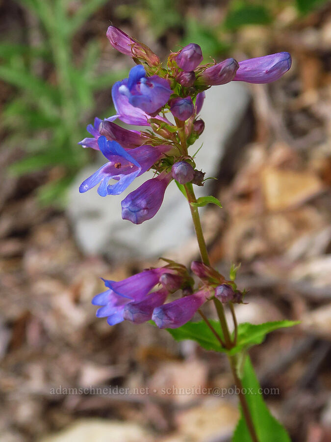 Cascade penstemon (Penstemon serrulatus) [U.S. Highway 12, Okanogan-Wenatchee National Forest, Yakima County, Washington]