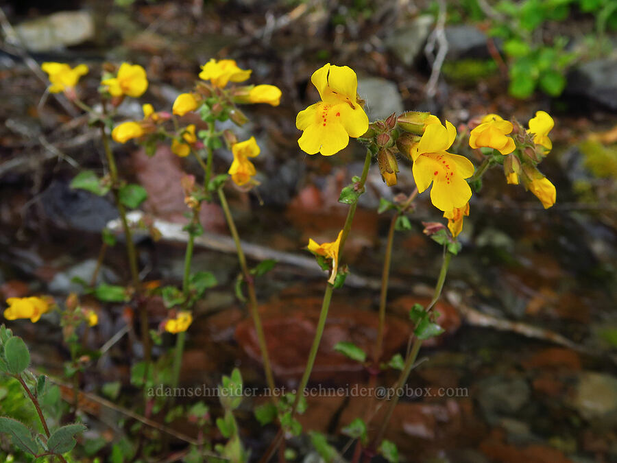 monkeyflower (which?) (Erythranthe sp. (Mimulus sp.)) [U.S. Highway 12, Okanogan-Wenatchee National Forest, Yakima County, Washington]